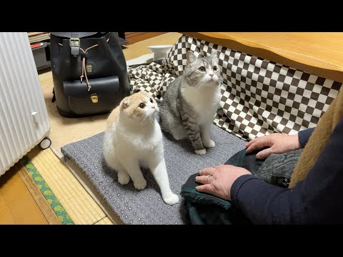 ２週間一緒に過ごしたばあばとお別れしたら猫たちがこうなっちゃいました…(YouTube)