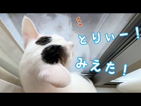 久々のカラスにお喋りしまくる猫チロさん！(YouTube)