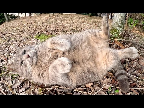 トトロみたいな猫が7kgの巨体で肩の上に登ってきた(YouTube)