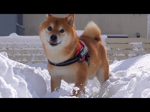 柴犬、雪遊びで妹がいないと別人になってしまう。(YouTube)