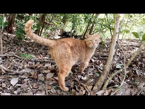 掟を破って人間を秘密基地に招いた茶トラ猫がキジトラ猫に怒られる(YouTube)