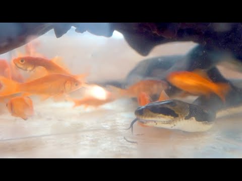 魚食いの蛇に金魚をばら撒いたけども…(YouTube)