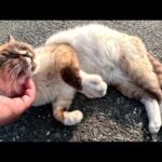 シャム猫のあごをモフると、前脚をフミフミして喜んだ(YouTube)