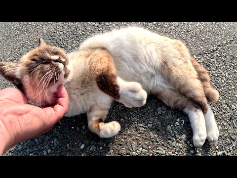 シャム猫のあごをモフると、前脚をフミフミして喜んだ(YouTube)