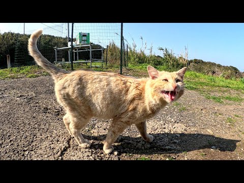 警戒心が強い猫ちゃんに道を尋ねたら、絶景ポイントに案内してくれた(YouTube)