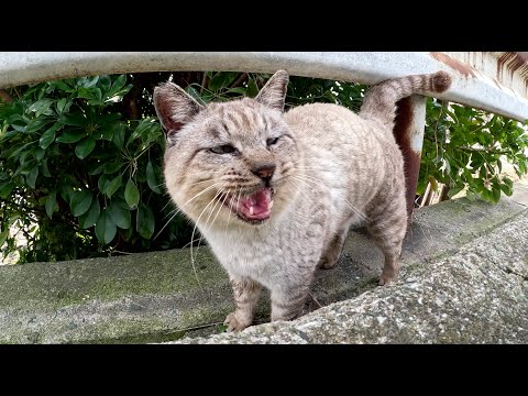 お顔はいかついけど、メチャクチャ可愛い声で甘えてくるシャム猫おじいちゃん(YouTube)