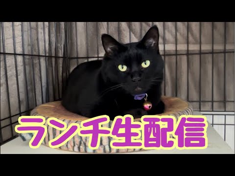 【ランチ生配信2/7】本日はパパさんの誕生日ですが仕事で不在です生配信(YouTube)