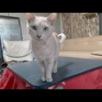 神経質な猫に変化が見られるようになった(YouTube)