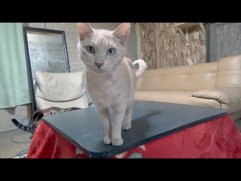 神経質な猫に変化が見られるようになった(YouTube)