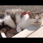 右耳を大怪我した地域猫に軟膏塗ろうとしたら強烈猫パンチ頂きました(YouTube)