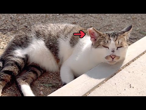 右耳を大怪我した地域猫に軟膏塗ろうとしたら強烈猫パンチ頂きました(YouTube)