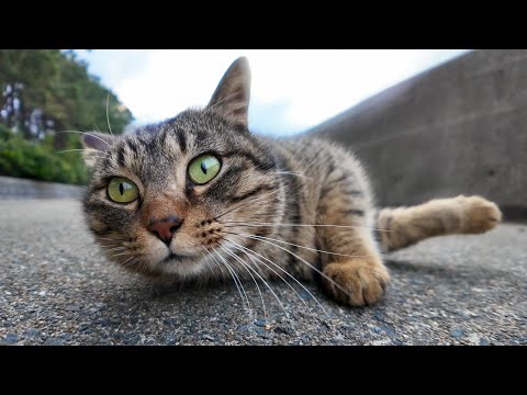 近くに行くとゴロンゴロン転がって撫でられようとする猫がかわい過ぎる(YouTube)