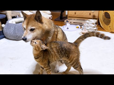緊張しいな柴犬が猫に甘えられるとこうなります…笑(YouTube)