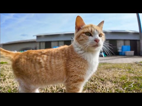 猫島の広場に行くと人懐っこい子猫が遊びにきた(YouTube)