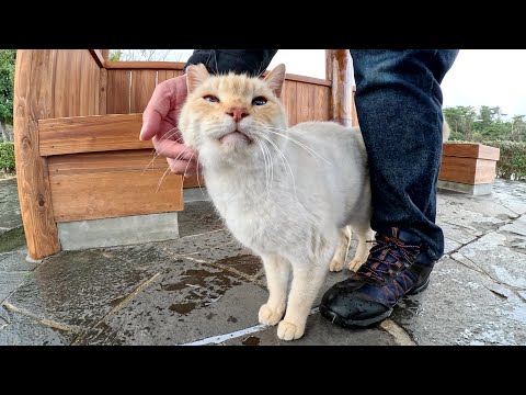 雨に濡れた薄茶シロ猫がズボンにスリスリして体を乾かす(YouTube)
