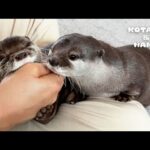 帰宅するとダッシュで挨拶しにくるカワウソが可愛すぎる　Loving Otter’s Greeting Can Hurt a Little(YouTube)