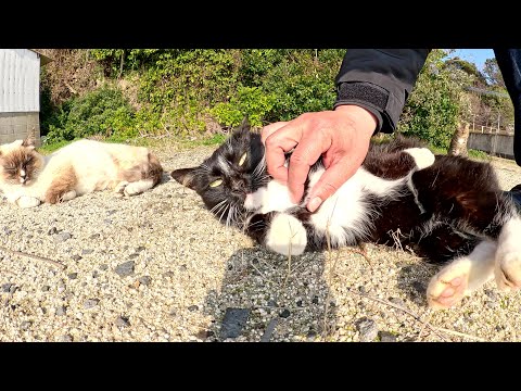 バットニャンとシャム猫が競うようにナデナデをおねだりしてきた(YouTube)
