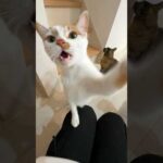 子猫がパンチしてきます…！ #shorts(YouTube)
