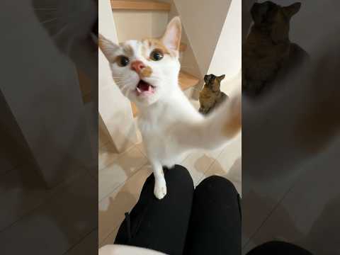 子猫がパンチしてきます…！ #shorts(YouTube)