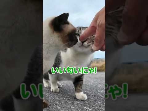 可愛すぎるネコチャンズ(YouTube)