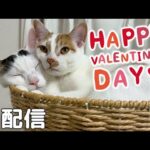 少し早めのバレンタインおやつ配信！(YouTube)