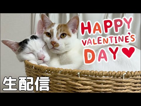 少し早めのバレンタインおやつ配信！(YouTube)