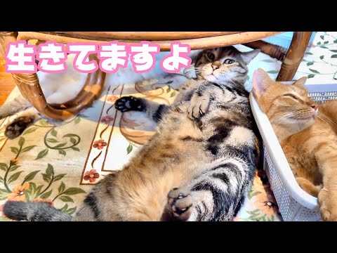 生きてますよ2024 02 29 2(YouTube)