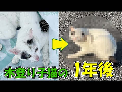 あの大騒動を巻き起こした木登り子猫の1年後の姿と、わが家の猫にも神ちゅ～る！(YouTube)