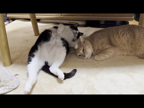 野生で生きていくことを完全に諦めた寝方をする猫(YouTube)