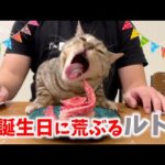 ルト７歳になりました🎉(YouTube)