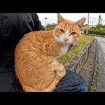 初対面の新入り猫が速攻でひざの上にのって甘えてきた(YouTube)