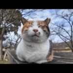【今週の感動猫動画】今週撮った短い未公開動画まとめて公開-unreleased video of this week-2024/2/1w(YouTube)
