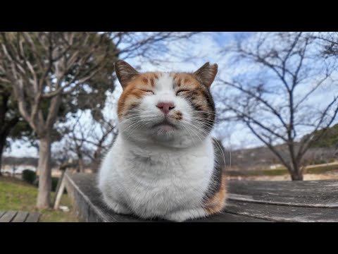 【今週の感動猫動画】今週撮った短い未公開動画まとめて公開-unreleased video of this week-2024/2/1w(YouTube)