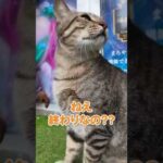 懐っこい猫が店番してた😸(YouTube)