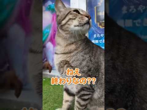 懐っこい猫が店番してた😸(YouTube)