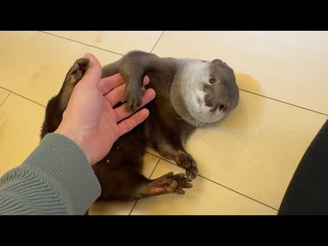 蛇にも勝てるカワウソに今更弱点発覚？？ An otter that can beat a snake and now a weakness is discovered?(YouTube)