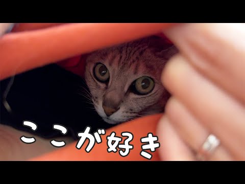 飼い主の服の中が暖かいことに気づいた猫がこちら！(YouTube)
