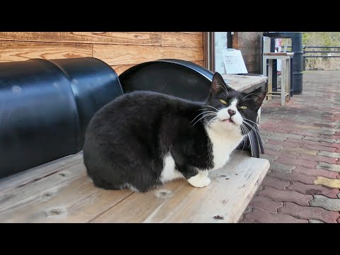 ハンバーガー屋さんの前にいた猫がかわい過ぎた(YouTube)