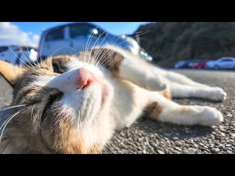 駐車場の猫ちゃん、撫でられる気満々で寝転んでカワイイ(YouTube)