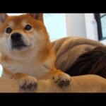 柴犬ハチ、体調不良のママを全勢力で温めてしまう。(YouTube)