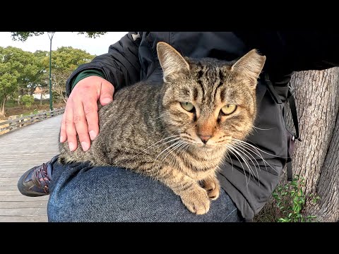 キジトラ猫が柵の上をトコトコと歩いてひざの上にのってきた(YouTube)