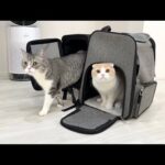 リフォームした自宅に帰ってきたときの猫たちのリアクションがかわいすぎたw(YouTube)