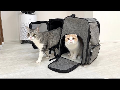リフォームした自宅に帰ってきたときの猫たちのリアクションがかわいすぎたw(YouTube)
