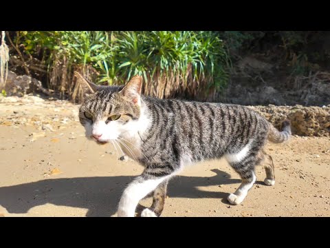 海辺でよく喋る猫に出会った(YouTube)