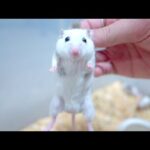 我が家で繁殖したネズミたちに大量のミルワームを召し上がっていただく(YouTube)