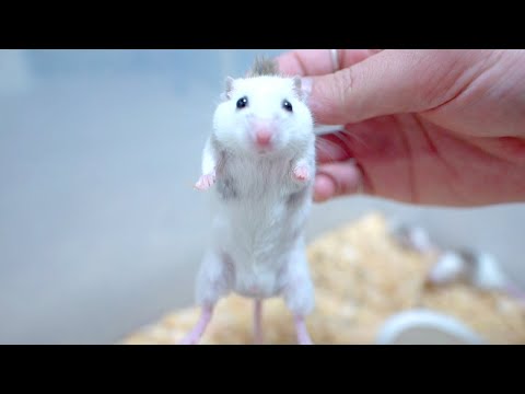 我が家で繁殖したネズミたちに大量のミルワームを召し上がっていただく(YouTube)