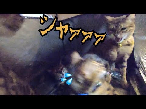猫詰め失敗！ニャイコパスがケージ内で暴君してます(YouTube)