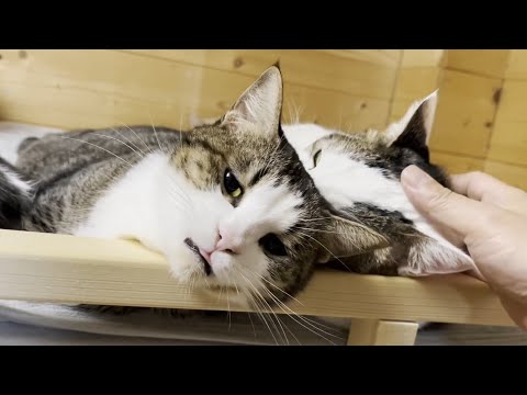 ムセるオデコを心配そうに見守る豆大福でしたが(YouTube)