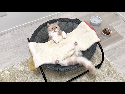 半年ぶりに遊びに来た猫をおもてなししたら極楽すぎてこうなっちゃいました…w(YouTube)