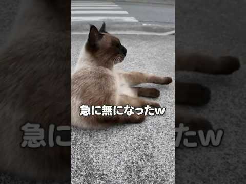 猫の甘える声が可愛すぎ…！！(YouTube)